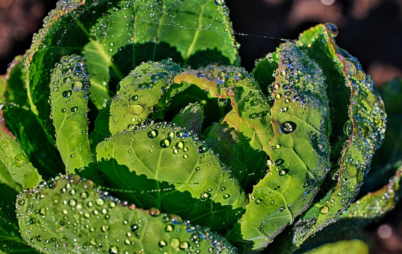 Immagine di un impianto di irrigazione goccia a goccia in un giardino fiorito.