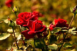 Rosa in fiore con attrezzi da giardinaggio, simbolo della potatura delle rose.